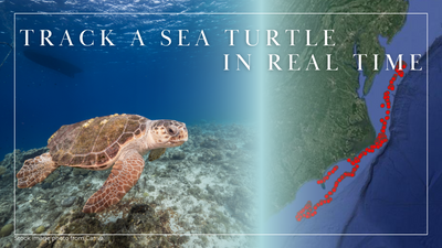 Track a Sea Turtle